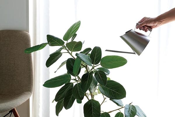 つや消しステンレス。SALUS（セイラス）ミッテ ジョーロのイメージ画像