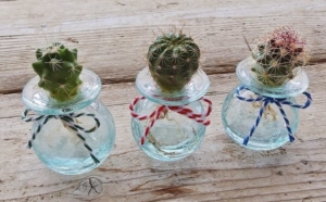 かわいい鉢つきミニサボテンや小さい寄せ植えで癒される♪