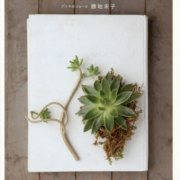 はじめての多肉植物ライフ スタイリッシュな寄せ植えから、ふやし方、育て方まで