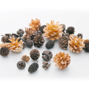 大地農園（オオチノウエン）コーンアソート N