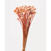 大地農園（オオチノウエン）ボタンフラワー ニュアンスオレンジ