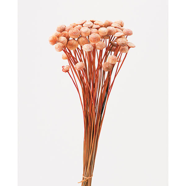 小花が愛くるしい。大地農園（オオチノウエン）ボタンフラワー ニュアンスオレンジ