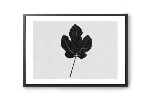 イチジクの葉っぱ。ana frois(アナ・フロイス)アートプリントポスター fig tree(イチジクの木)