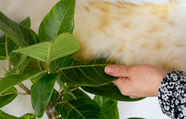 観葉植物の葉っぱにも！のイメージ画像